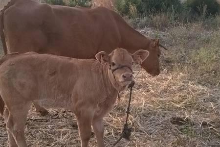 Casa Rural-Granja コニル・デ・ラ・フロンテラ エクステリア 写真